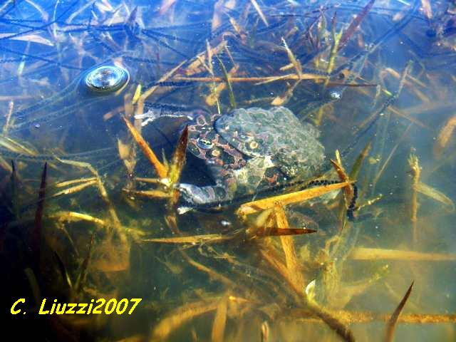 Smeraldini: un po'' di foto.......